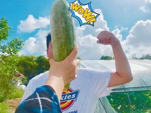 网红瑶吃瓜,揭秘娱乐圈幕后真相